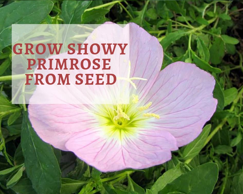 closeup of a pink showy primrose flower with a yellow center