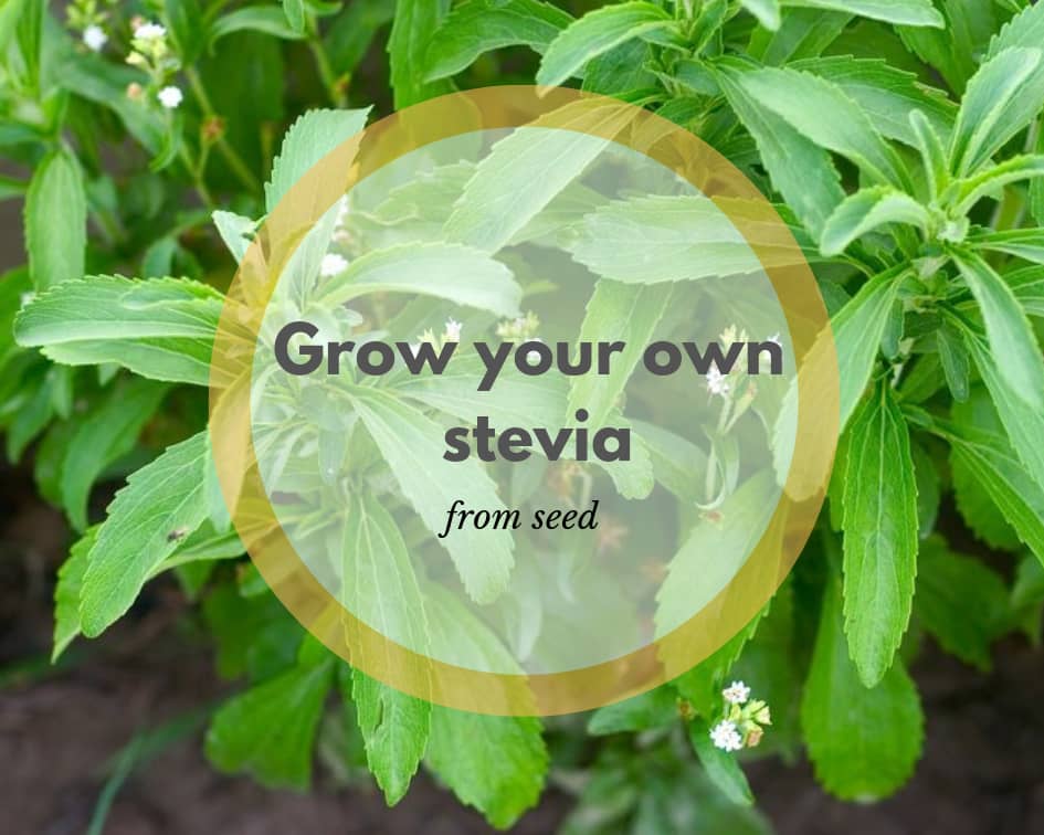 stevia leaves