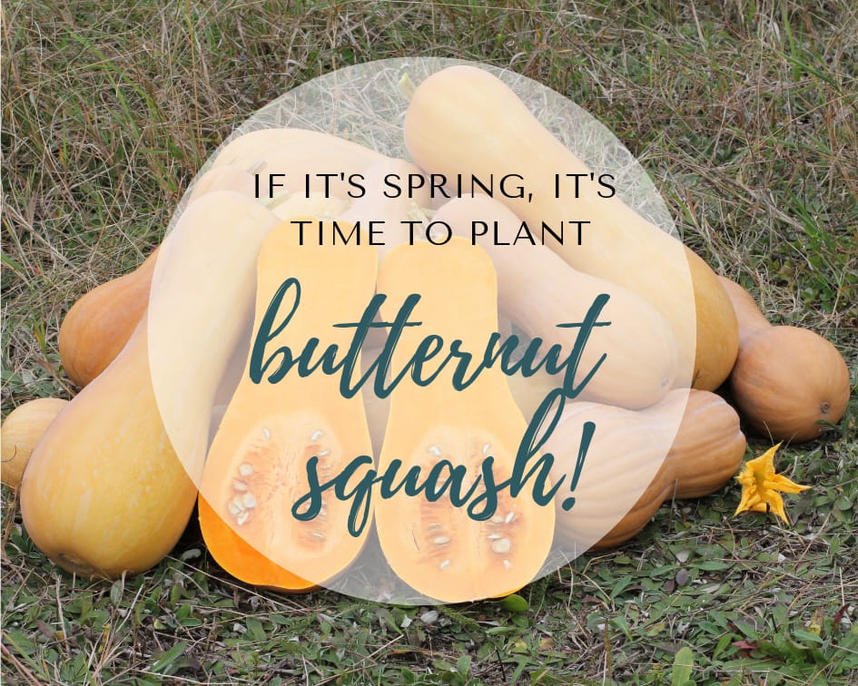 How to Grow Butternut Squash