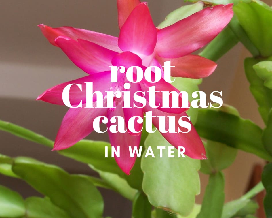 How to Root Christmas Cactus Cuttings in Water