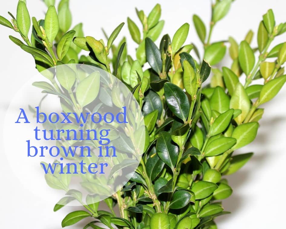 boxwood diseases