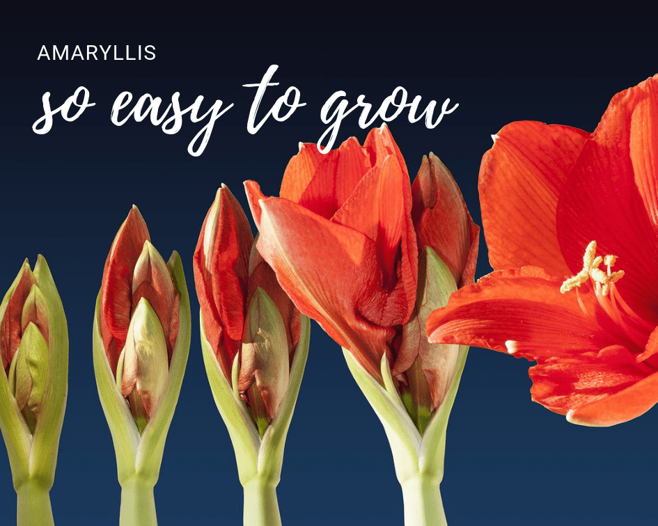 four orange amaryllis flowers, from bud stage to fully bloomed