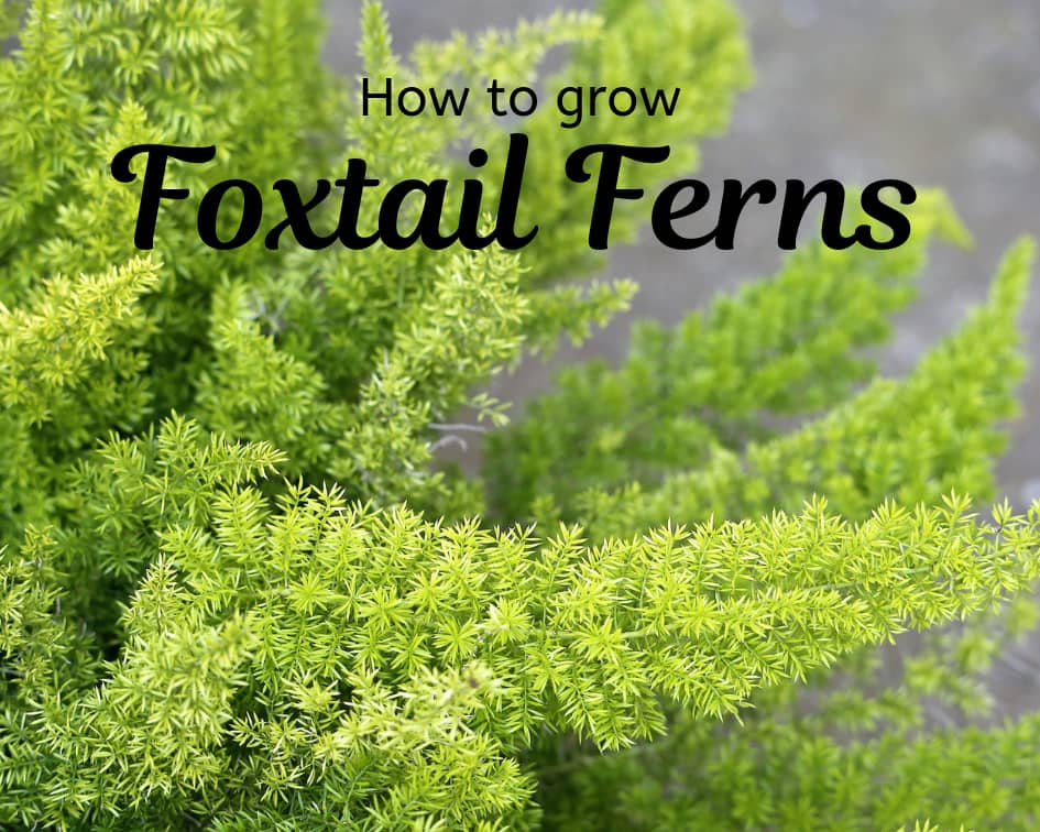 Foxtail fern care