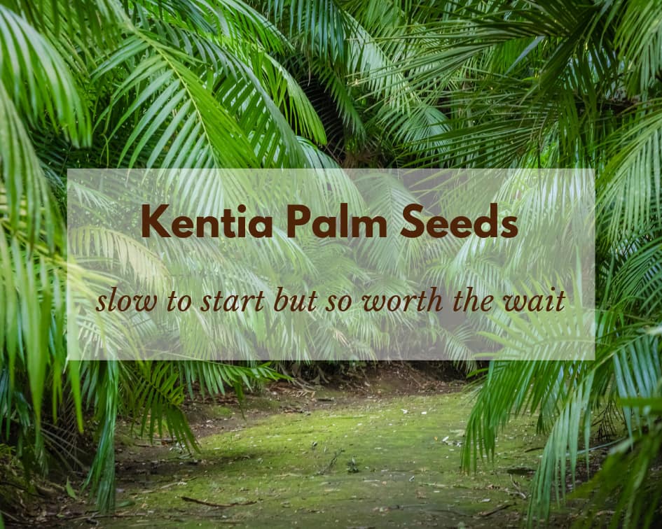 Germination of Kentia Palm Seeds