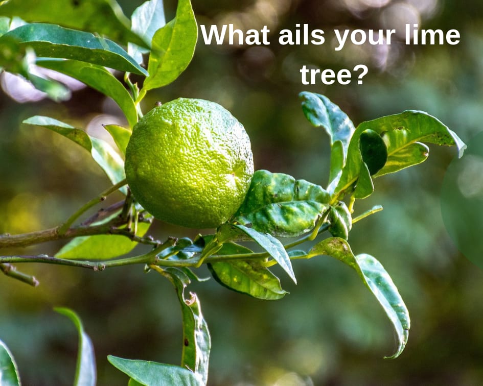 lime tree problems