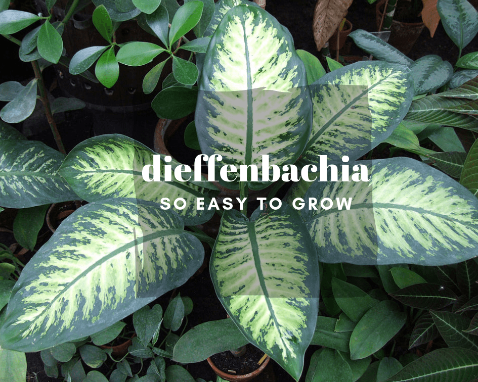 Dieffenbachia care