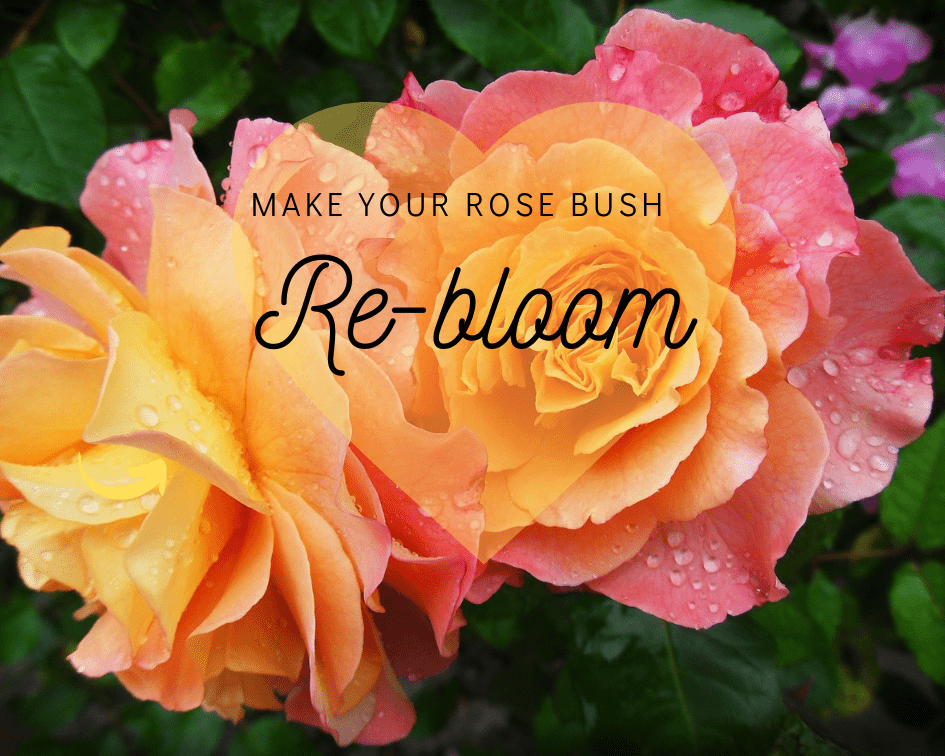 Close up of a gorgeous peach and pink rose