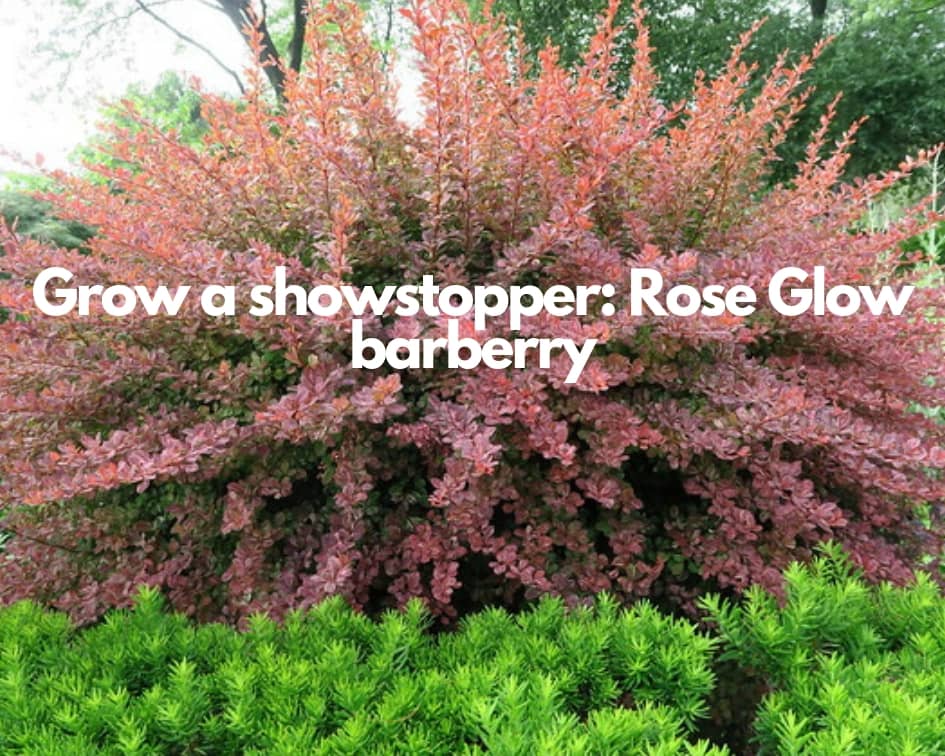 How to grow ‘Rose Glow’ barberry