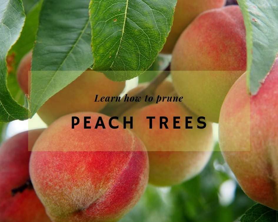 How to Care for and Prune a Peach Tree