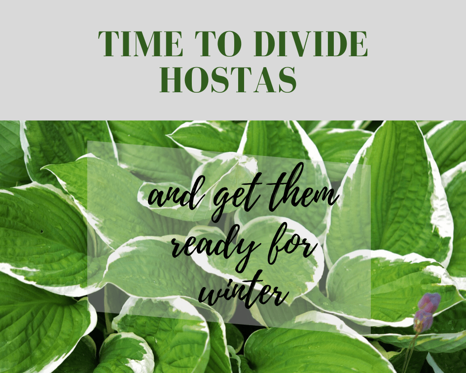 When to cut back and divide hostas