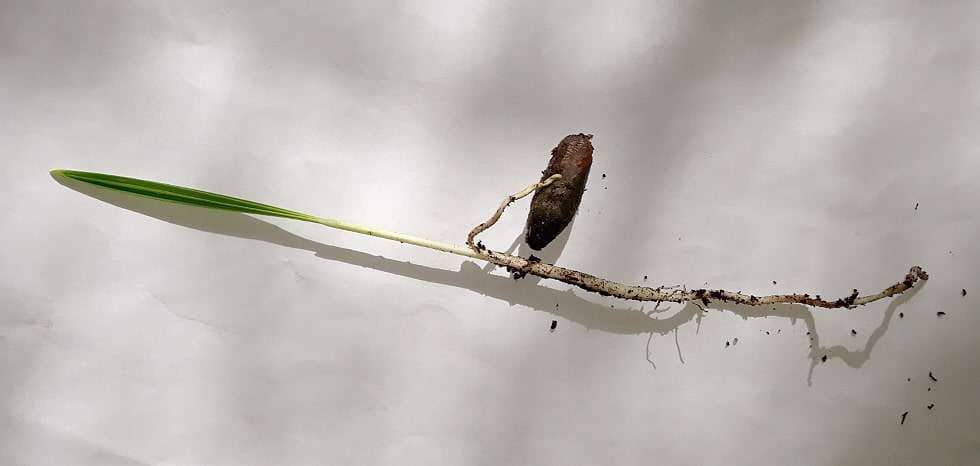 germinating date palm seed