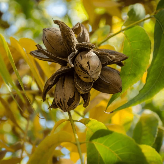 Why is my pecan tree dropping nuts? Gardenologist