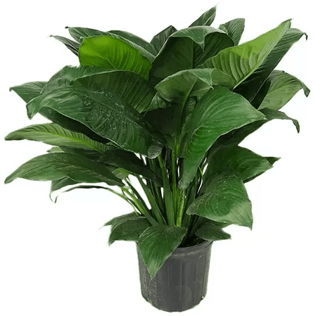 How to deal with peace lily fungus | Gardenologist