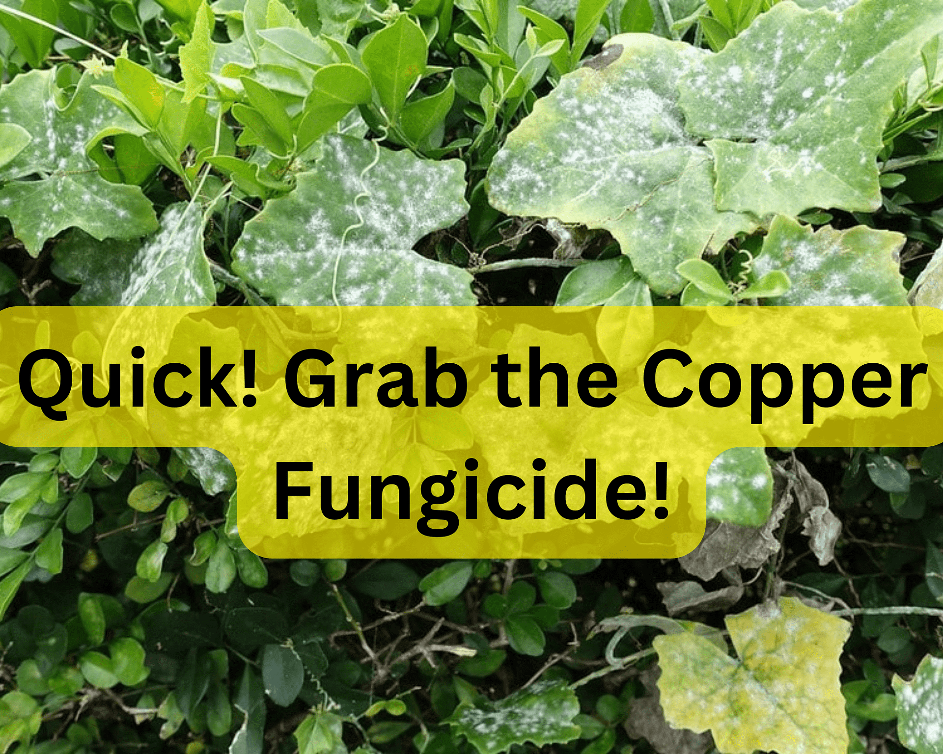 What is Copper Fungicide? How and when to use it Gardenologist