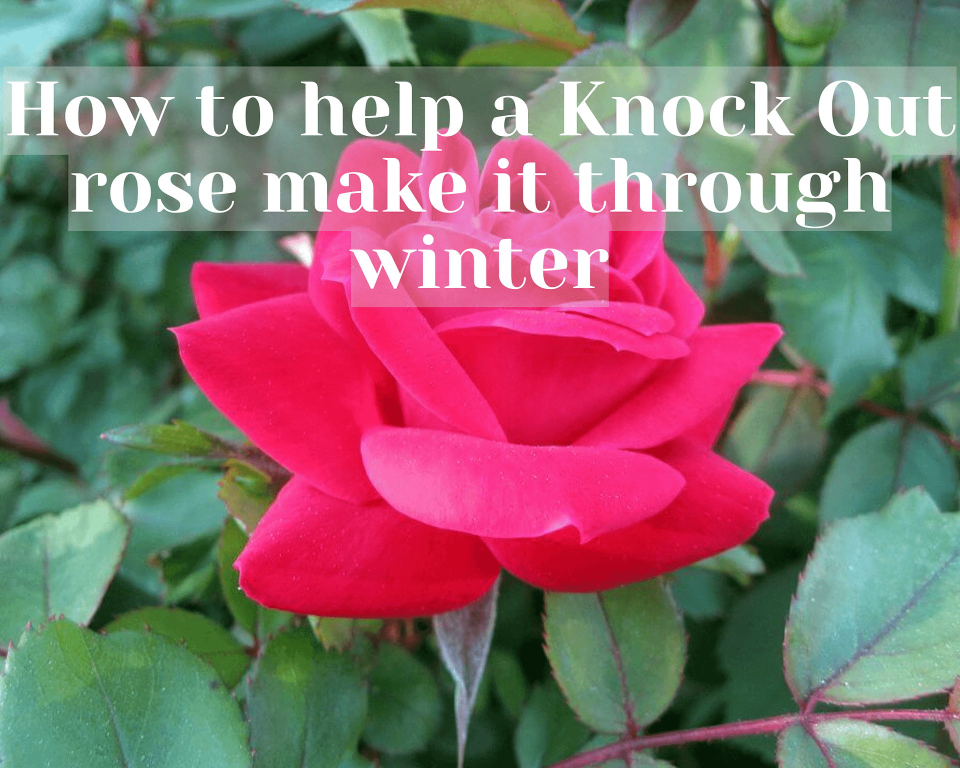 Knock Out® Roses Winter Care Gardenologist