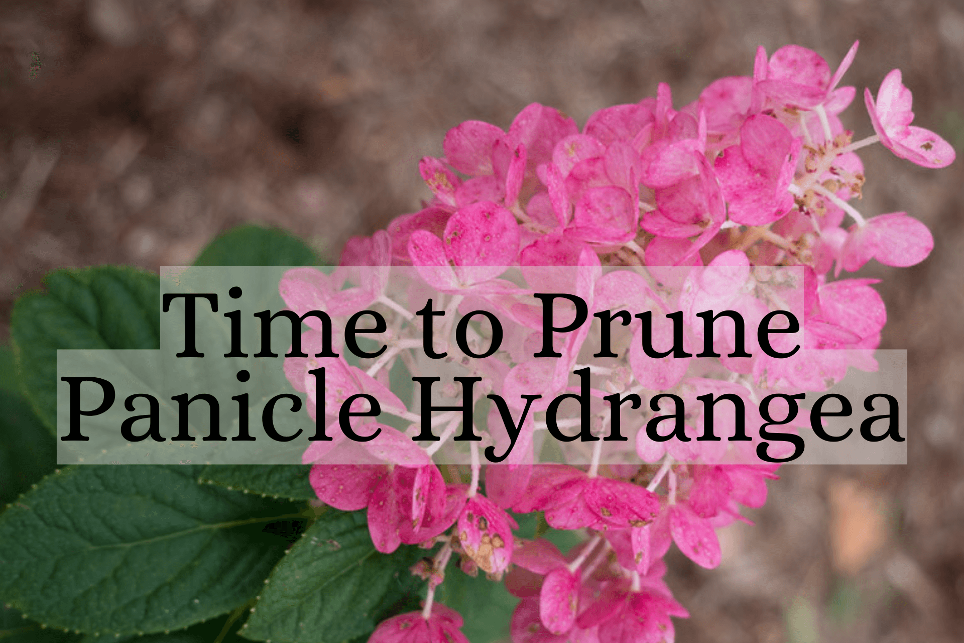 Panicle Hydrangea Pruning | Gardenologist