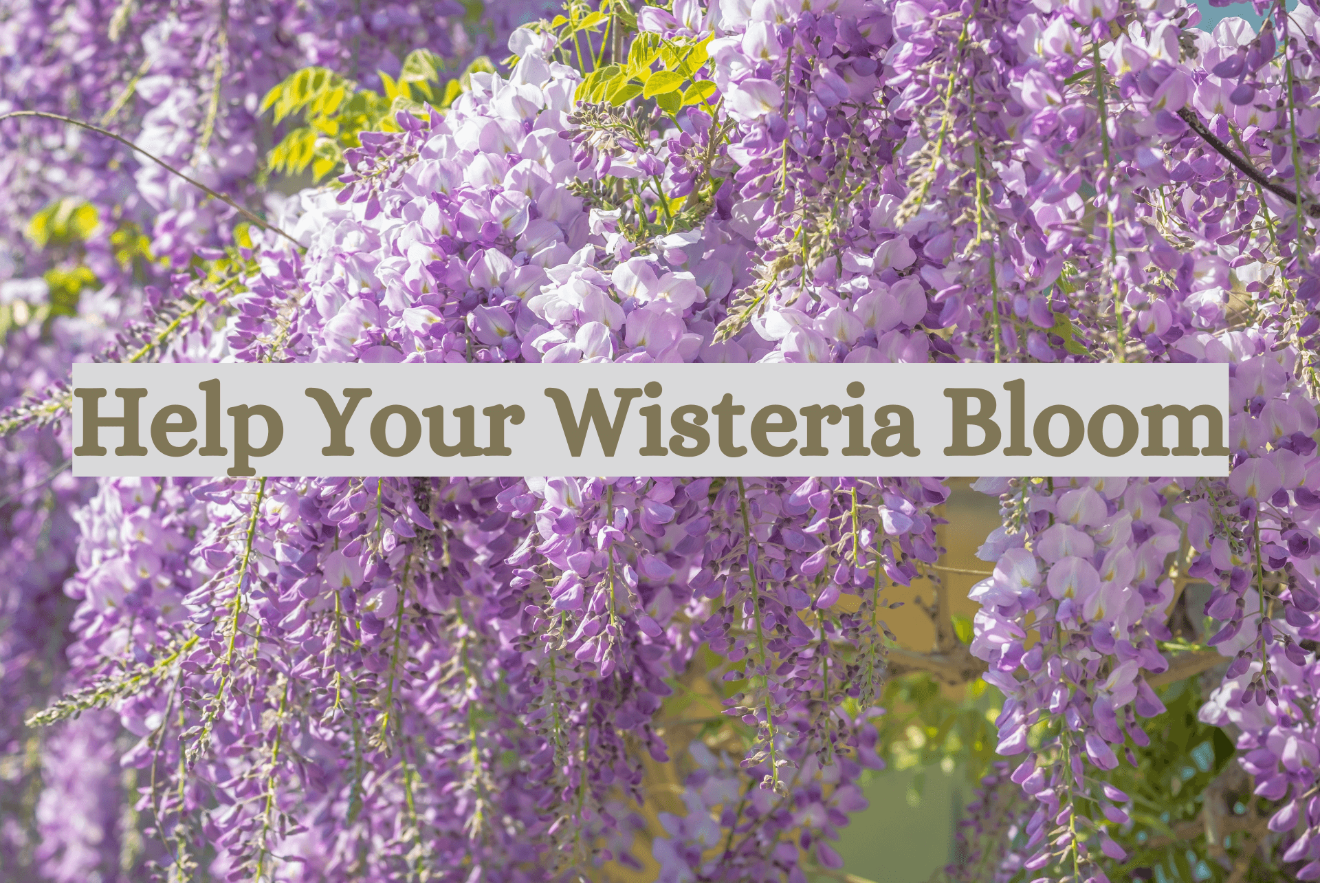 When Does Wisteria Bloom? Gardenologist