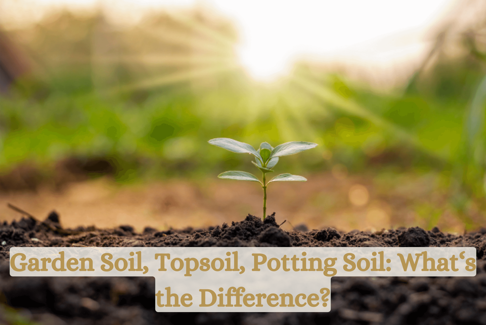 Planting Soil, Topsoil and Potting Soil Is There a Difference