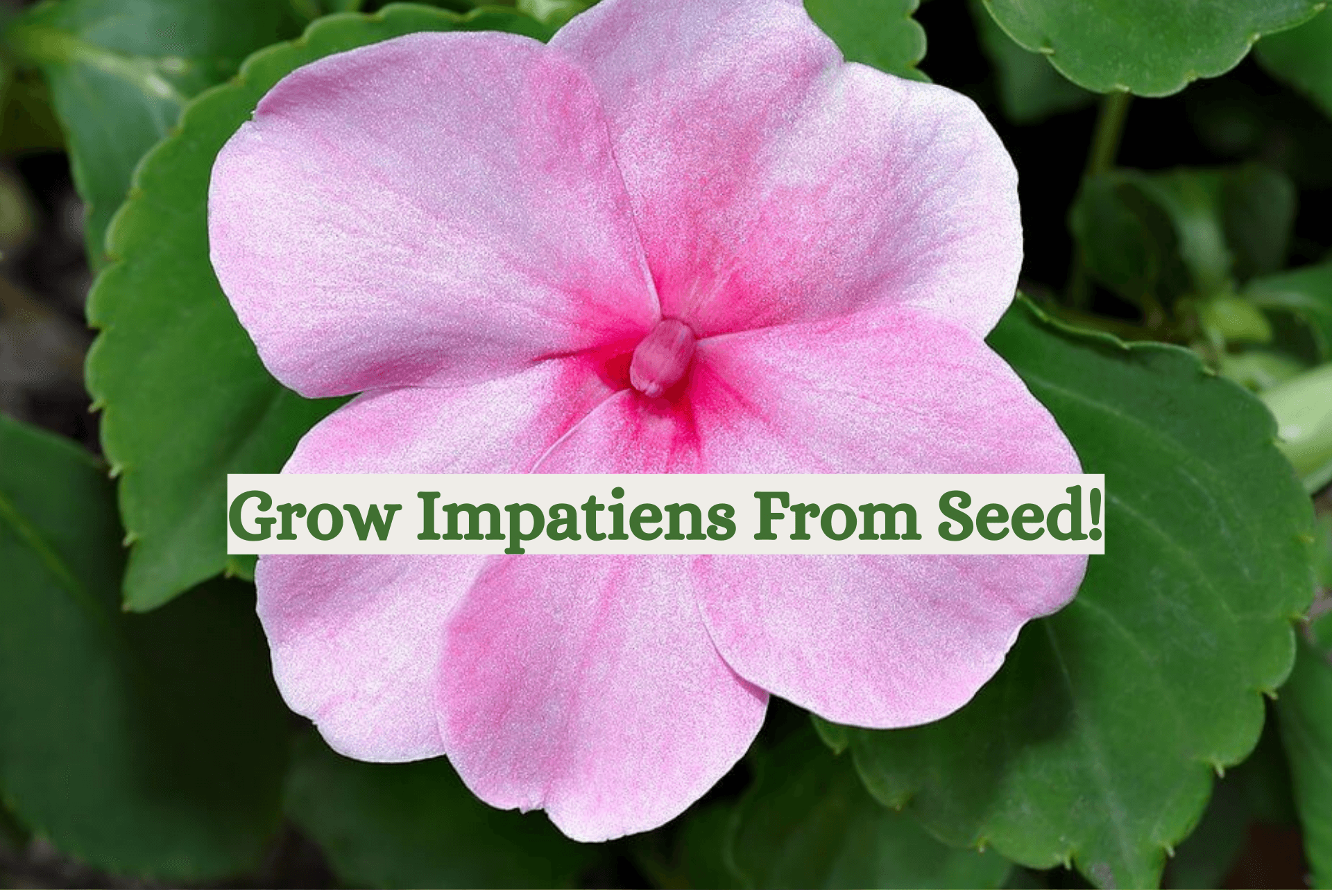 How to Germinate Impatiens Seeds Gardenologist